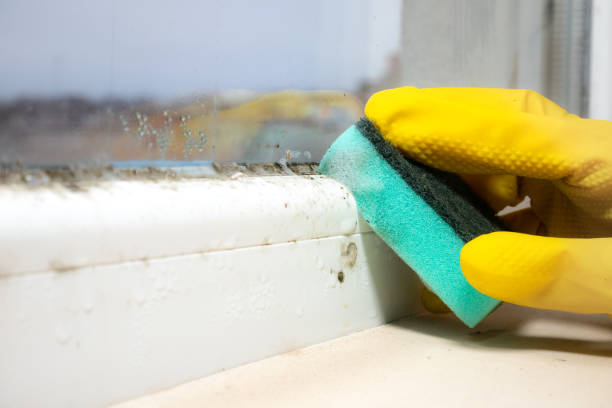 Best Commercial Mold Removal  in Edburgh, IN