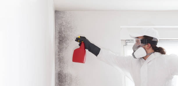 Trusted Edinburgh, IN Mold Removal Experts